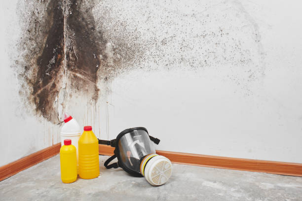 Best Black Mold Removal  in Fair Oaks, GA