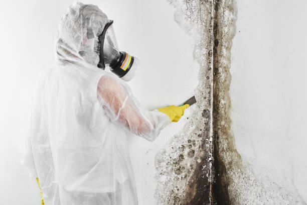 Professional Mold Removal in Fair Oaks, GA