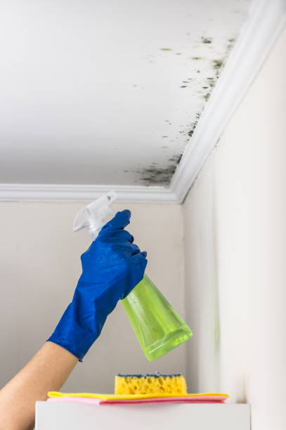 Best Mold Damage Repair  in Fair Oaks, GA