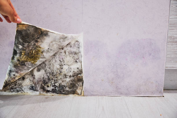 Best Mold Removal Company Near Me  in Fair Oaks, GA
